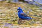 Blue grosbeak male bathing, Marion County, Illinois. Art Print